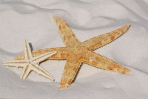 starfish-343791_1920